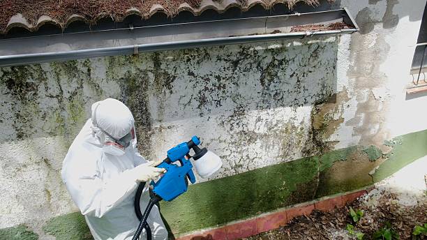 Trusted Mold Testing service in Saint Paul Park, MN - Cheap Mold Removal